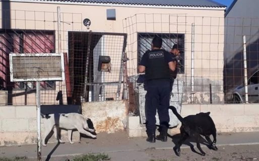 Se secuestraron cuatros armas de fuego durante allanamientos realizados por el GEOP