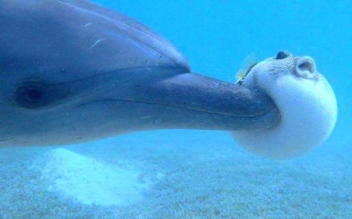 Captan a un grupo de delfines drogándose con las toxinas de un pez globo