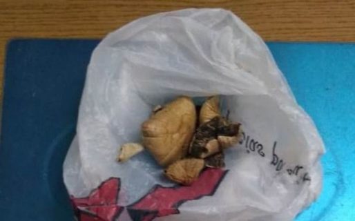 Incautaron hongos “cucumelos” tras un control sobre ruta 3