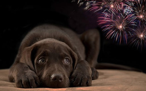 Animal Planet ofrecerá una programación especial para los perros