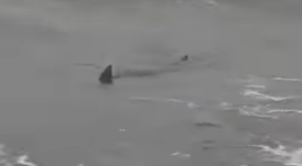 La aparición de tres tiburones causó pánico en los bañistas