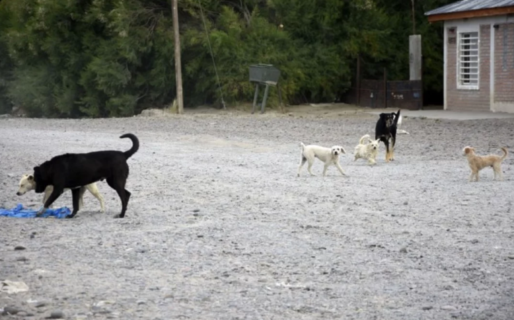 Envenenaron más de 20 perros Standart Norte