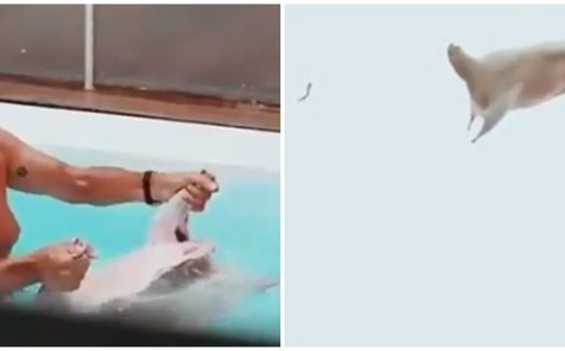 Alvarez Castillo y el video con el cordero en la piscina