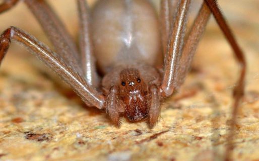 Una menor se encuentra en terapia intensiva luego de la mordida de una araña «común»