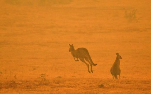 Por los incendios en Australia ya habrían muerto más de mil millones de animales