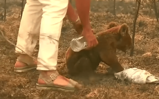 El koala que conmueve al mundo