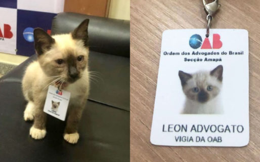 Recibieron quejas por un gato que deambulaba por el edificio y la empresa lo contrató