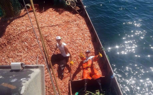 Pesca: Gremio denunció una situación “límite”