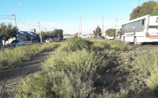 Preocupación en KM8 por malezas crecidas en la Avda Nahuel Huapi