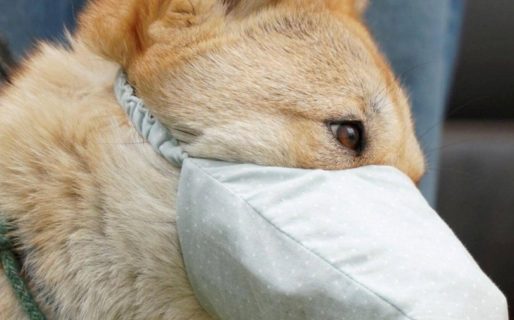 Murió el primer perro diagnosticado con la enfermedad