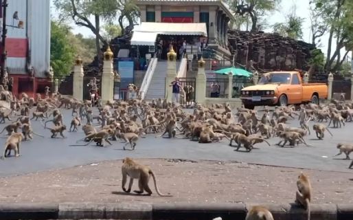 Cientos de monos hambrientos por ausencia de turistas en Thailandia