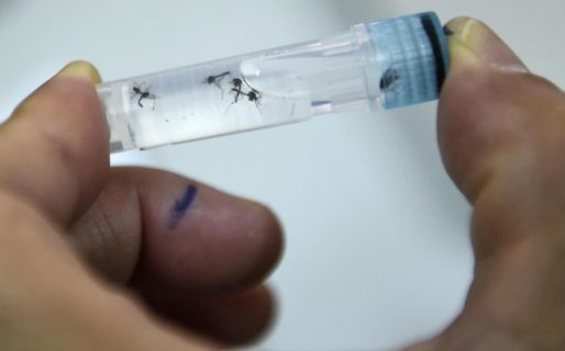 Argentina llega a un pico de dengue con 14 mil infectados