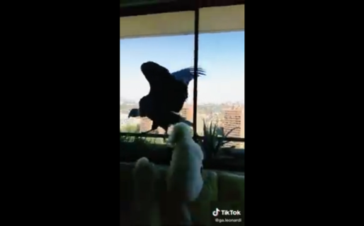 El insólito encuentro entre dos cóndores y tres caniches en lo alto de un edificio