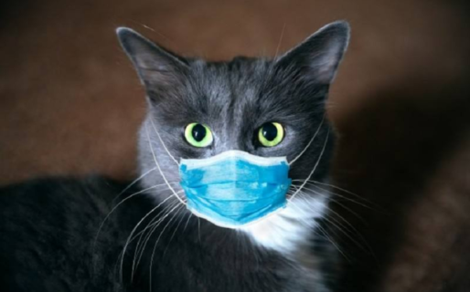 Veterinarios continúan su labor en medio de la pandemia