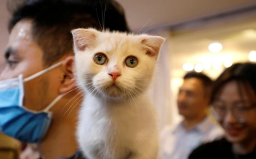 Se contagiaron de coronavirus los primeros gatos domésticos en Nueva York