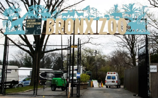 El empleado de un zoológico de Nueva York contagió a 7 tigres y leones