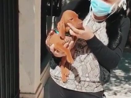 Susana Giménez devolvió una perrita que compró y otros famosos la destruyeron