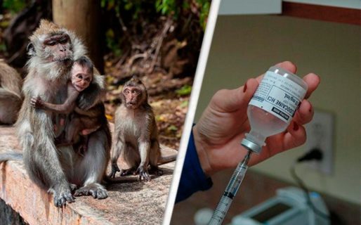 China anuncia que la vacuna contra el covid 19 tuvo éxito en monos