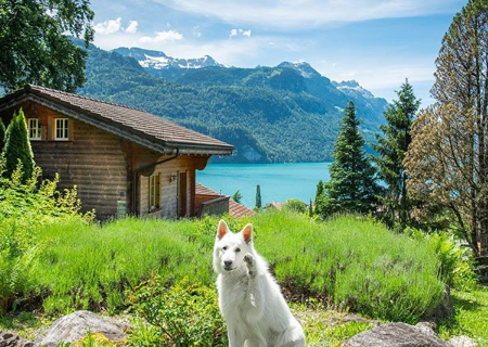 El perro que vive en un lugar soñado y no conoce la correa