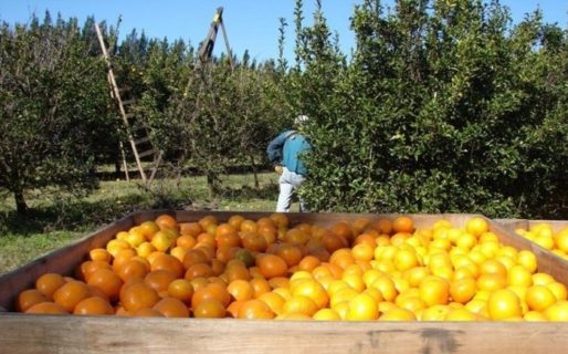 El precio de los cítricos se dispara en las góndolas y el productor sólo recibe un 10% del valor que paga el consumidor