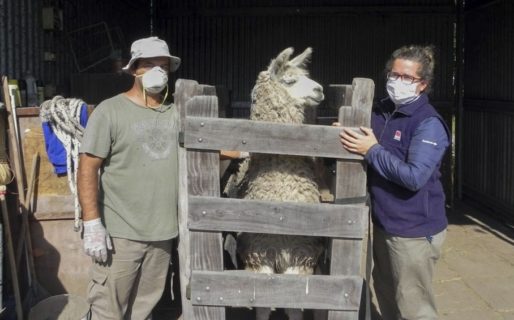 Investigan si las llamas pueden ayudar en el diagnóstico del covid 19