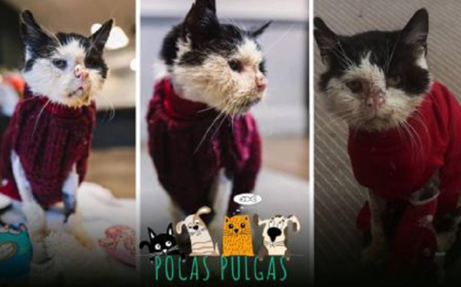 El gato callejero que dejó una gran ‘herencia’ para ayudar a otros