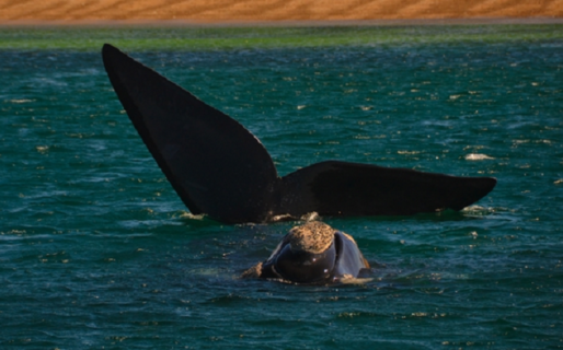 Lograron identificar a más de cien ballenas que tienen sus crías tanto en Brasil como en Península Valdés