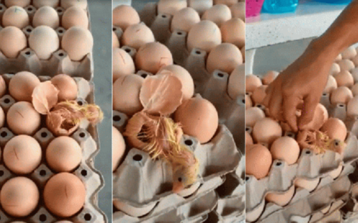 Nació un pollito en un maple de huevos en venta