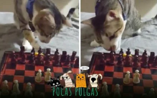 El gato que desafía toda estrategia jugando al ajedrez