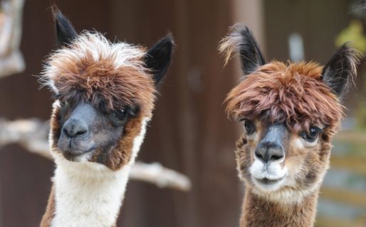 Las alpacas podrían tener una clave para neutralizar el COVID-19