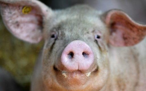 Identifican nuevo virus con «potencial pandémico» en China