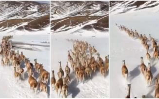Filmaron a un grupo de guanacos que corren en la nieve
