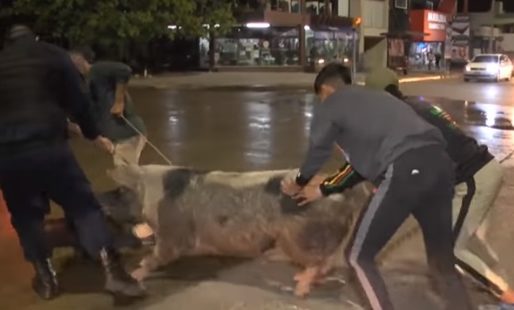 Las aventuras de «Pancha» la chancha: Recorrió parte de Paraná y fue atrapada