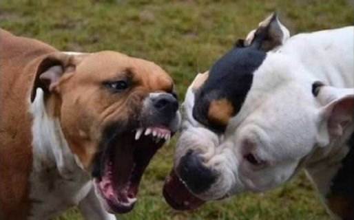 Una mujer fue atacada por un Pitbull y sufrió una fractura en la pierna