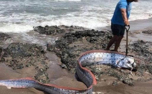 La aparición de un aterrador pez en México revive el mito sobre el fin del mundo