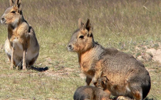 La Mara, vulnerable hasta en la cocina de un programa de tv