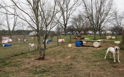 La UBA entrena perros para detectar el COVID-19