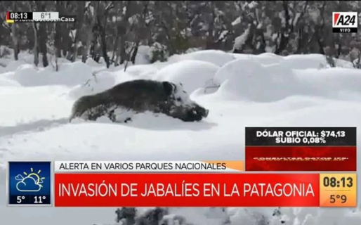 Alerta por la invasión de jabalíes en los Parques Nacionales en la Patagonia