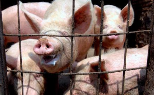 Qué se sabe de la nueva cepa de gripe porcina con «potencial pandémico»