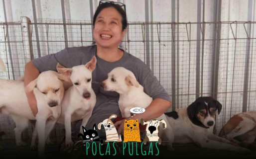Una mujer rescató a más de 1400 perros y se transformó en una heroína de Indonesia