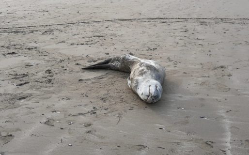 En Rada Tilly pensaban que encontraron una foca muerta, pero estaba durmiendo