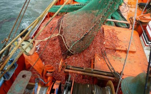 Por el conflicto pesquero, 200 Tn de langostinos irán al basural