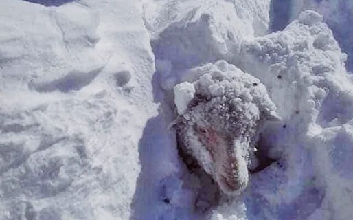Por el temporal de nieve, declararon la emergencia agropecuaria en Río Negro