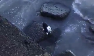 Un perrito cayó al mar, estuvo a punto de ahogarse pero un vecino logró salvarlo