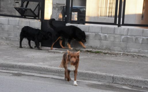 Comodoro necesitaría 200 castraciones por día para evitar la sobrepoblación canina, y se realizan apenas 20