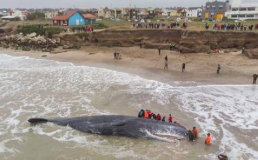 Murió un enorme cachalote que quedó varado en una playa