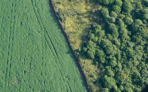 En cuarentena se deforestó en el norte de la Argentina el equivalente a una ciudad de Buenos Aires y media
