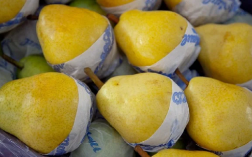 La AFIP otorga beneficios a productores de peras y manzanas