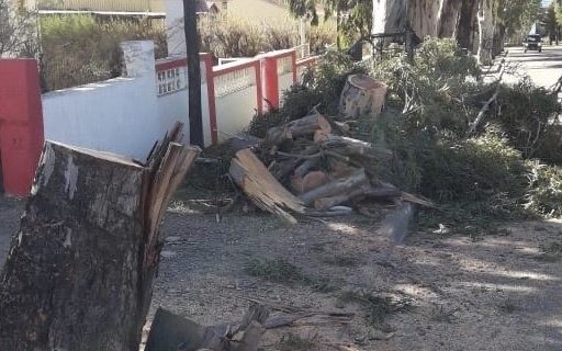 Luque repudió una tala de árboles de una empresa en km. 3