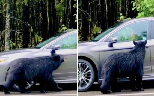 Un oso intentó entrar en el auto con el conductor adentro
